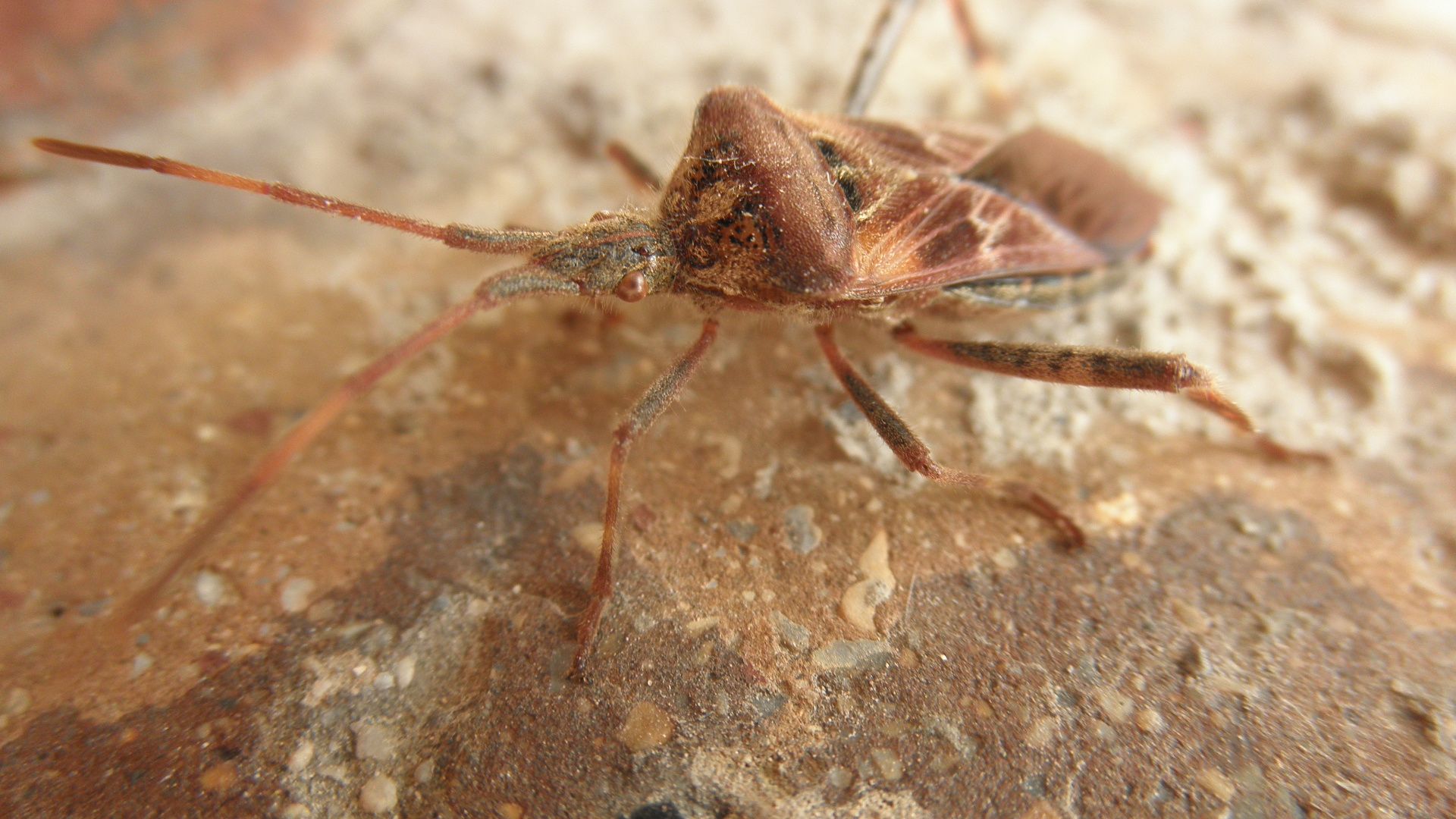 Coreidae: Leptoglossus occidentalis del Lazio (RM)